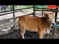 This is the early stage the characteristics of a virgin cow entering the lustful period