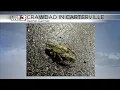 Crawdad Walking Around Near the WSIL TV Station