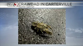 Crawdad Walking Around Near the WSIL TV Station