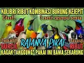 Lagu Suara Pikat KOLIBRI ribut Kombinasi Burung KEJEPIT RAJANYA PIKAT