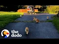 Download Lagu Couple Buys A Farmhouse That Came With 16 Cats | The Dodo Heroes