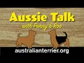 Australian Terrier vs Yorkie What s the Difference