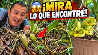 🌸 ¡ENCONTRÉ UNA ORQUÍDEA TIRADA EN EL BOSQUE! 😱 Mira lo que hice con ella