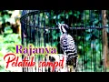 Download Lagu Pelatuk sampit beras jernih   nembak panjang panjang ‼