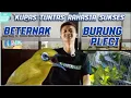 Download Lagu Kupas tuntas rahasia sukses beternak burung pleci !! Cocok bagi pemula