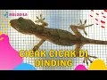 Download Lagu 🔴 LAGU CICAK CICAK DI DINDING - Lagu Anak Balita | Lagu Anak Indonesia | Lagu Anak
