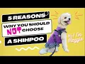 5 Reasons You Should NOT Adopt a Shihpoo But I still got one