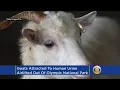 Goats Addicted To Human Urine Airlifted Out Of National Park