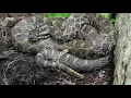 DNR warning against Michigan s venomous snake