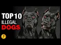 Download Lagu TOP 10 ILLEGAL DOG BREEDS