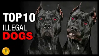 top 10 illegal dog breeds