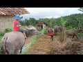 Download Lagu Menggembala Kerbau Di Tengah Sawah Yang Indah dan Menenangkan, Pesona Alam Pedesaan Garut Jawa Barat