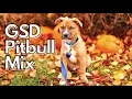 All About German Shepherd Pitbull Mix GSD Mix