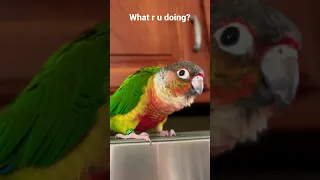 Cute Conure Parrot Talking 