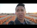 The Dell Osso Family Farm s Pumpkin Patch Palooza