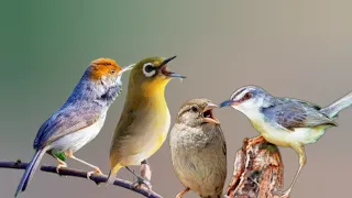 tembakan burcil mewah 