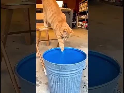 O GATO SE MOLHOU 😭😂😱 #shorts #funnyshorts #funnyvideo