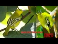 Suara pikat burung sirtu, cipoh 100% ampuh 2024