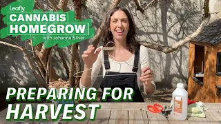Preparing for your weed harvest Leafly Homegrow Series