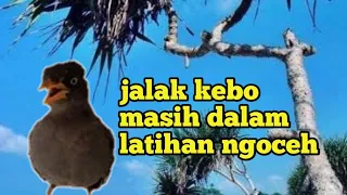 Download Jalak KEBO muda masih dalam latihan NGOCEH⬆⬆pancingan jalak kebo MP3