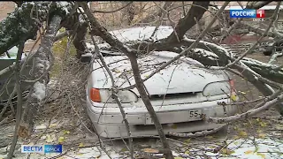 В Омске на 2-ой Поселковой дерево упало прямо на машину