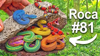 Volteé 100 Rocas en una Selva Exótica