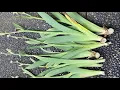 Download Lagu After Bloom Cut Back, Bearded Iris June 19