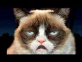 Download Lagu GRUMPY CAT HAPPY BIRTHDAY SONG (TOO FUNNY)