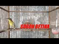 SOGOK ONTONG BAHAN PASTI LANGSUNG RESPON | SOGON BETINA MEMANGGIL JANTAN