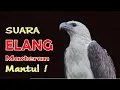 Download Lagu suara burung elang melengking
