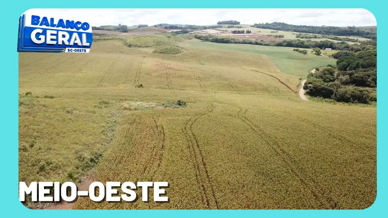 Estiagem: Mais de 80% das lavouras de milho foram prejudicadas em Zortéa