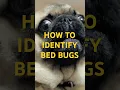 Download Lagu How to identify if you have a bed bug