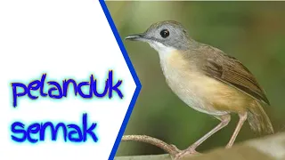 pancingan planduk semak suara burung csc