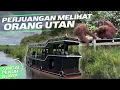Lagu TERHARU! LIHAT ORANGUTAN DI HABITAT ASLI MEREKA‼️Taman Nasional Tanjung Puting