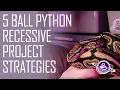 5 Ways to Start Recessive Ball Python Projects