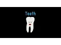 Human Body Teeth Body Systems