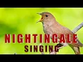 Download Lagu Nyanyian NIGHTINGALE - LAGU BURUNG TERBAIK