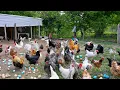 Raising Chickens for Eggs for Business - Low Cost Poultry Farming and Organic Egg Collection