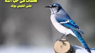 اذكار المساء للمنشد ياسر فاروق ابو عمار دندنها