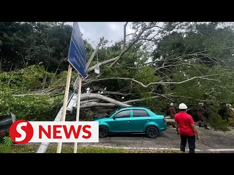 Download MP3 Motorcyclist and driver escape falling tree in Melaka, uprooted tree causes traffic jam in KL