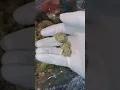Space Runtz