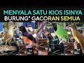 Download Lagu 🔥 MENYALA SATU KIOS ISINYA BURUNG\