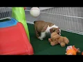 Meet Garrison the Beabull Puppy