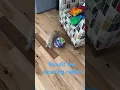 Download Lagu Bandit the amazing rabbit , go to. @joannamarr5439   youtube want to see more videos of Bandit