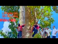 Download Lagu Toàn cảnh Nhóm A Kiệt và A Đồng leo Cưa những cây Dầu lớn Tại Đền Cái Bè