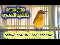 Download Lagu SOGON IJOAN NITIK NYRECETT NGRIWIK PANCINGAN UNTUK SEMUA SOGON #sogonijoan #sogonijoanngriwik #sogon
