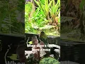 Turtles have a nose