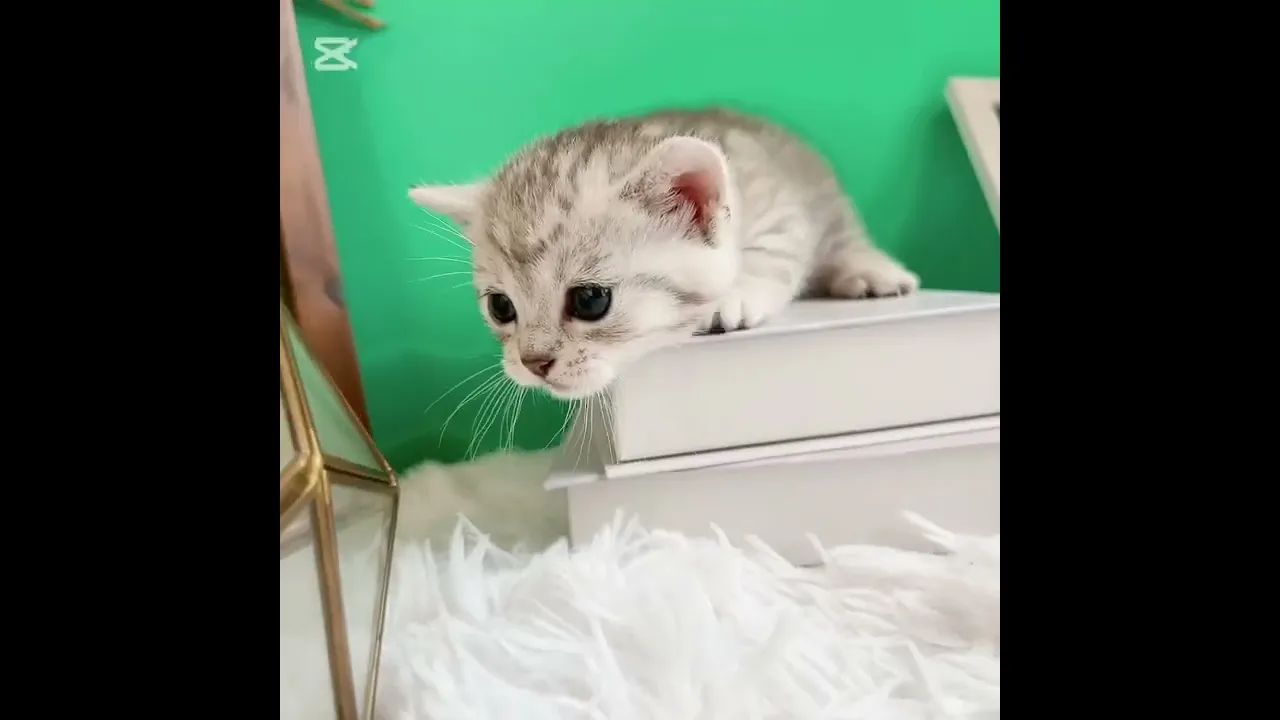 動画
