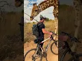 Download Lagu Man riding bike encounters a curios giraffe...