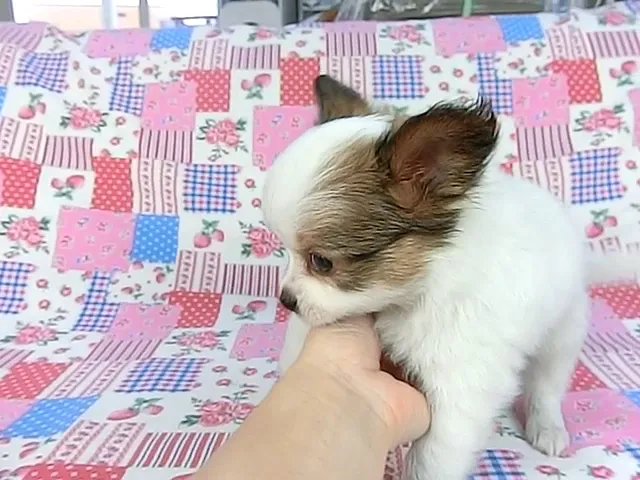 動画